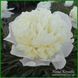Touch of Class. Klehm'1999, USA. 352 фото 1