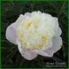 Touch of Class. Klehm'1999, USA. 352 фото 3