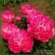 Princess Margaret. Murawska'1960, USA. 254 фото 2