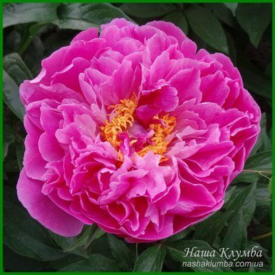 Rose Tinkerbelle. Klehm, USA. 451 фото