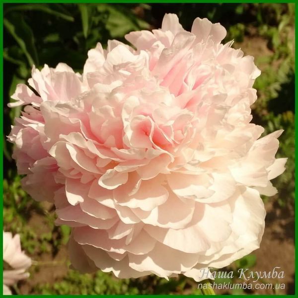 Klehm's Pink Unknown. Klehm'1981, USА. 155 фото