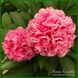 Carnation Bouquet. Seidl'1996, USA. 55 фото 2