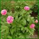 Carnation Bouquet. Seidl'1996, USA. 55 фото 4