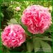 Carnation Bouquet. Seidl'1996, USA.