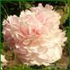 Klehm's Pink Unknown. Klehm'1981, USА. 155 фото 3