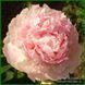 Klehm's Pink Unknown. Klehm'1981, USА. 155 фото 1