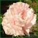 Klehm's Pink Unknown. Klehm'1981, USА. 155 фото 2