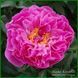 Rose Tinkerbelle. Klehm, USA. 451 фото 1