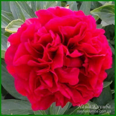 Carol. Bockstoce'1955, USA. 56 фото