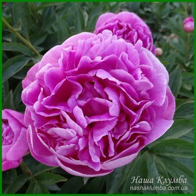 Vivid Rose. Klehm'1952, USA. 452 фото