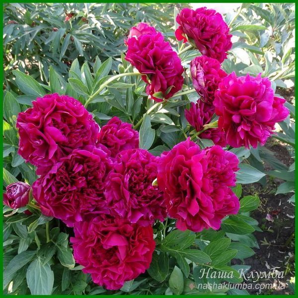 Carol. Bockstoce'1955, USA. 56 фото