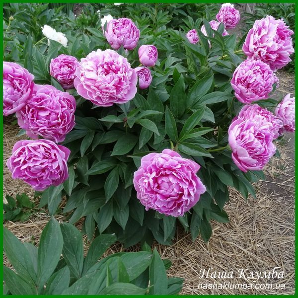 Vivid Rose. Klehm'1952, USA. 452 фото