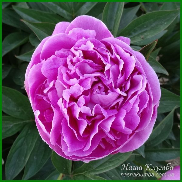 Vivid Rose. Klehm'1952, USA. 452 фото