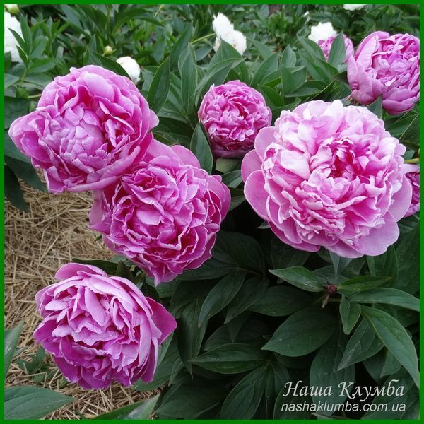 Vivid Rose. Klehm'1952, USA. 452 фото