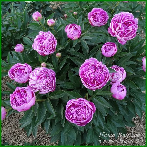 Vivid Rose. Klehm'1952, USA. 452 фото