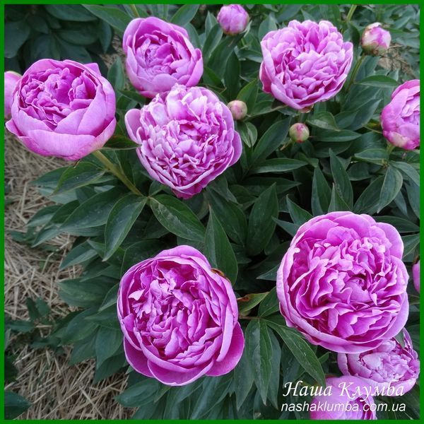 Vivid Rose. Klehm'1952, USA. 452 фото