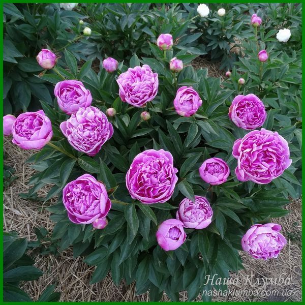 Vivid Rose. Klehm'1952, USA. 452 фото