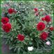 Carol. Bockstoce'1955, USA. 56 фото 3