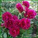 Carol. Bockstoce'1955, USA. 56 фото 2