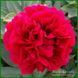 Carol. Bockstoce'1955, USA. 56 фото 1