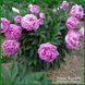 Vivid Rose. Klehm'1952, USA. 452 фото 7