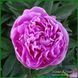Vivid Rose. Klehm'1952, USA. 452 фото 3