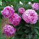 Vivid Rose. Klehm'1952, USA. 452 фото 2