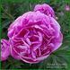 Vivid Rose. Klehm'1952, USA. 452 фото 1
