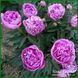 Vivid Rose. Klehm'1952, USA. 452 фото 6