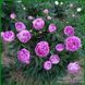 Vivid Rose. Klehm'1952, USA. 452 фото 4