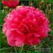 Raspberry Charm. Wissing/Klehm'1985, USА.