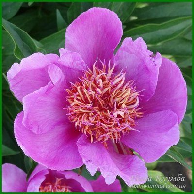 Raspberry Rose. Auten'1956, USА. 259 фото