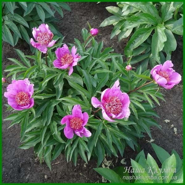 Raspberry Rose. Auten'1956, USА.