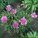 Raspberry Rose. Auten'1956, USА.