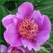 Raspberry Rose. Auten'1956, USА.