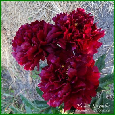 Autens Red Sport. Origin unknown. 456 фото