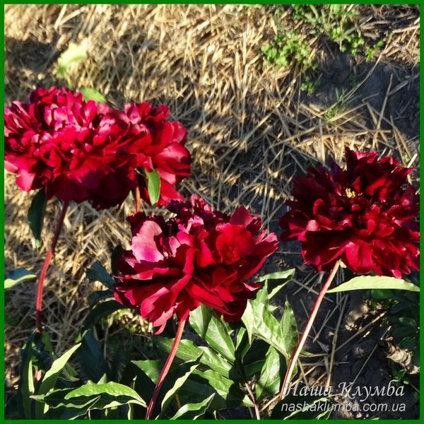 Autens Red Sport. Origin unknown. 456 фото