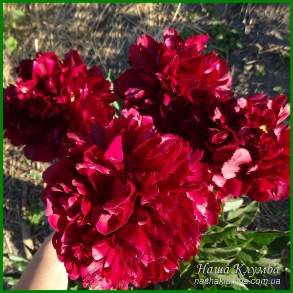 Autens Red Sport. Origin unknown. 456 фото