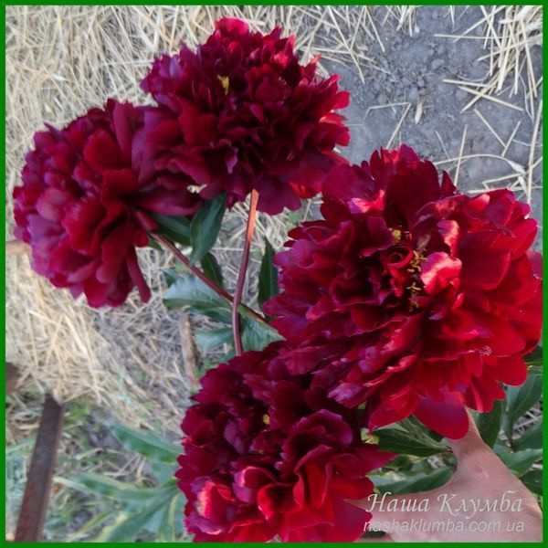 Autens Red Sport. Origin unknown. 456 фото