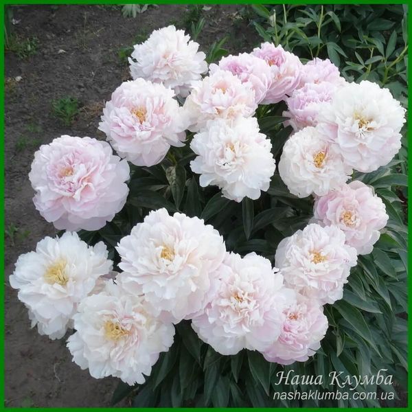 LaDonna. Hollingsworth'1997, USА. 160 фото