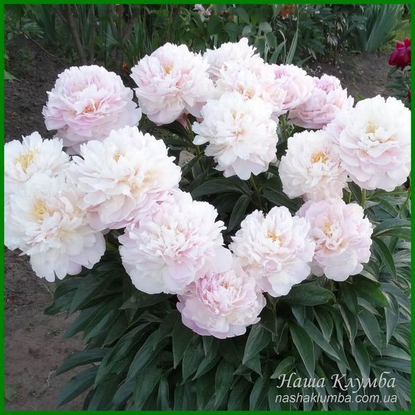 LaDonna. Hollingsworth'1997, USА. 160 фото