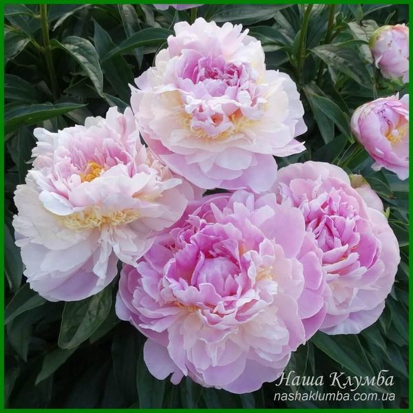 LaDonna. Hollingsworth'1997, USА. 160 фото