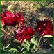 Autens Red Sport. Origin unknown. 456 фото 3