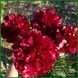 Autens Red Sport. Origin unknown. 456 фото 4