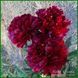 Autens Red Sport. Origin unknown. 456 фото 1