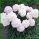 LaDonna. Hollingsworth'1997, USА. 160 фото 5