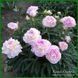 LaDonna. Hollingsworth'1997, USА. 160 фото 4