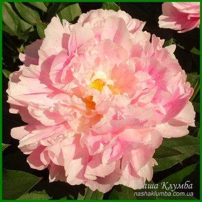 Little Pink Lullaby. Klehm'1999, USА. 167 фото