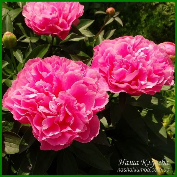 Little Pink Lullaby. Klehm'1999, USА.