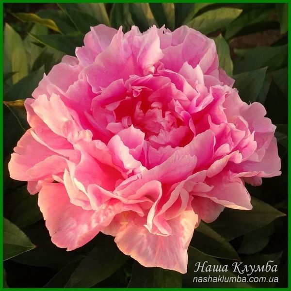 Little Pink Lullaby. Klehm'1999, USА.